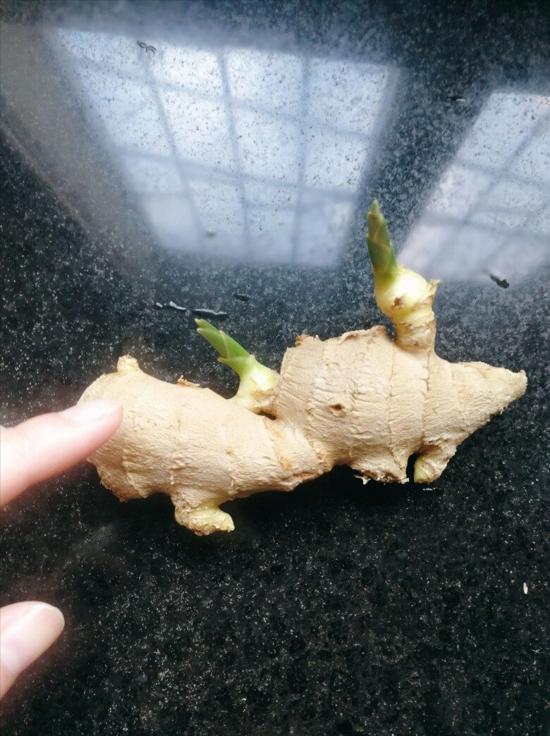 Trồng gừng hút lộc trong nhà theo quy tắc “2 ít -1 đều”, 7 ngày liền nảy mầm, lá đẹp hơn trúc - 3