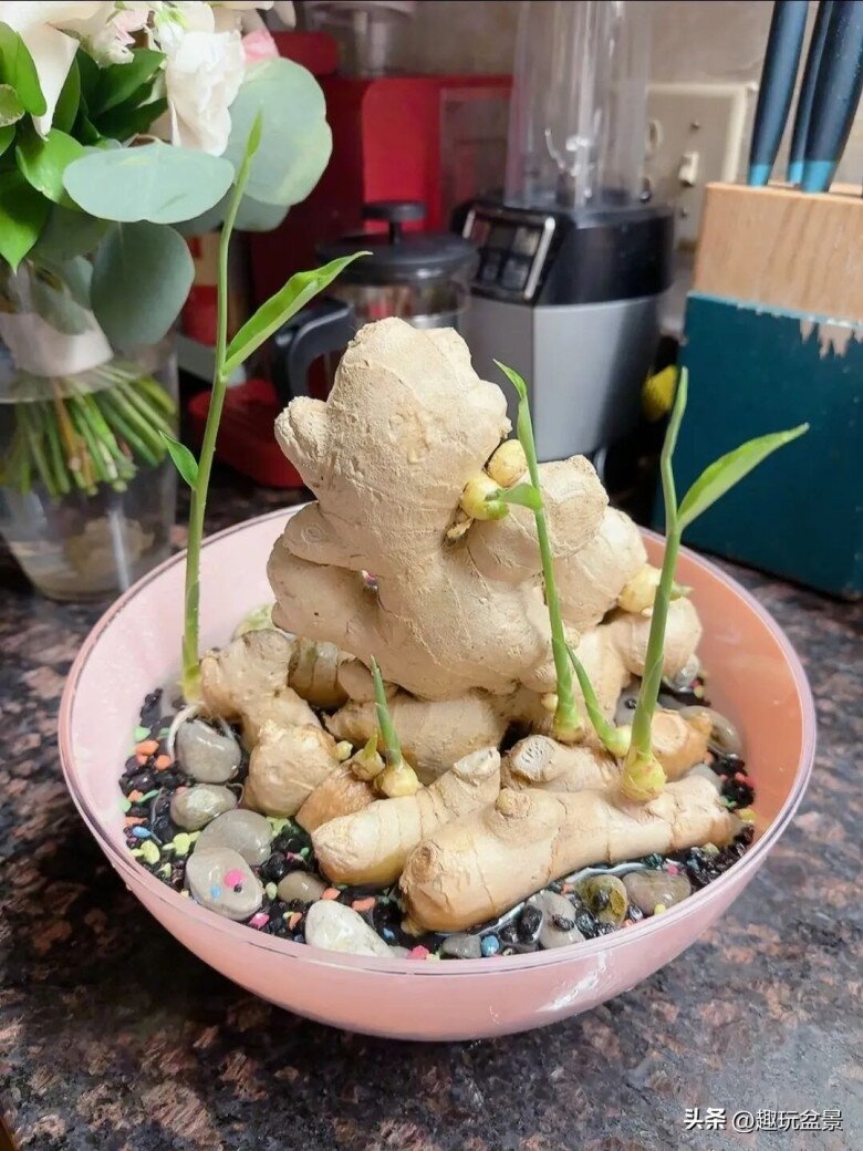 Trồng gừng hút lộc trong nhà theo quy tắc “2 ít -1 đều”, 7 ngày liền nảy mầm, lá đẹp hơn trúc - 4