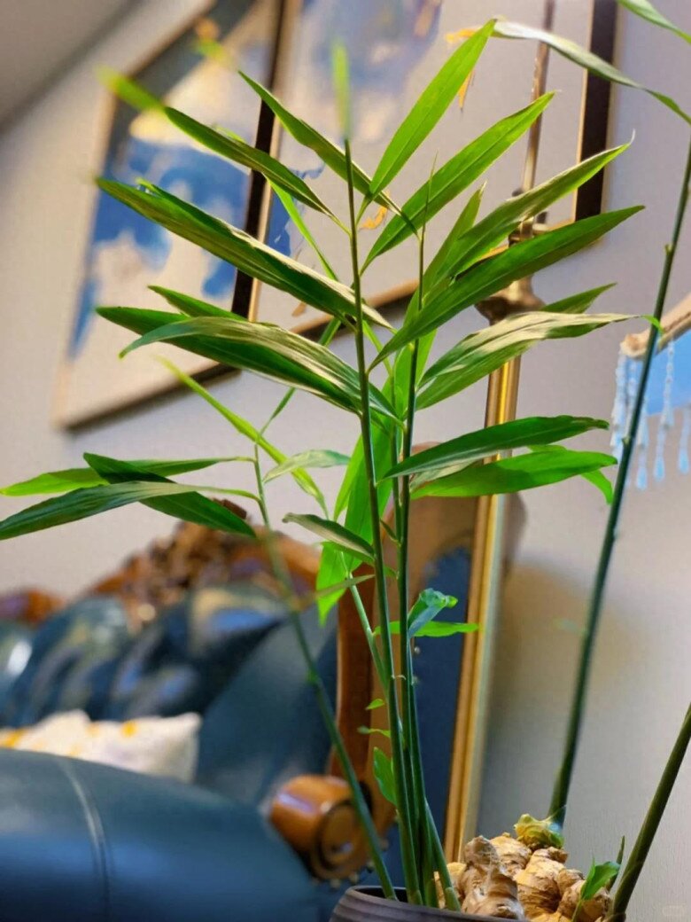 Trồng gừng hút lộc trong nhà theo quy tắc “2 ít -1 đều”, 7 ngày liền nảy mầm, lá đẹp hơn trúc - 6