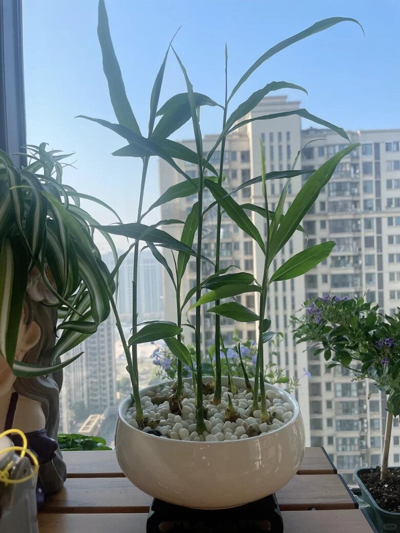 Trồng gừng hút lộc trong nhà theo quy tắc “2 ít -1 đều”, 7 ngày liền nảy mầm, lá đẹp hơn trúc - 7