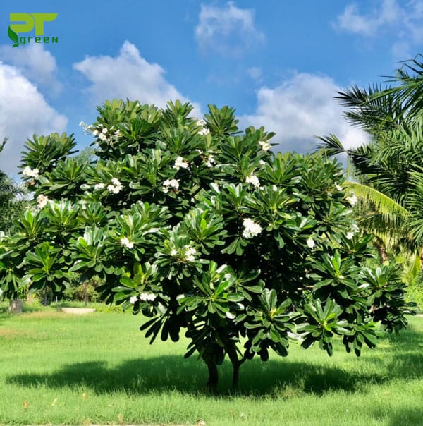 Khác với cây hoa sứ được uốn nắn theo dáng bonsai có tác dụng trồng cảnh trong nhà thì cây trồng bóng mát biệt thự gọi tên cây sứ đại.