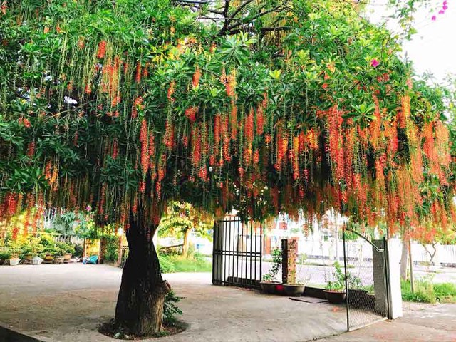 Bên cạnh công dụng cho bóng mát cây lộc vừng còn có tác dụng trong việc tạo điểm nhấn nơi sân vườn biệt thự.