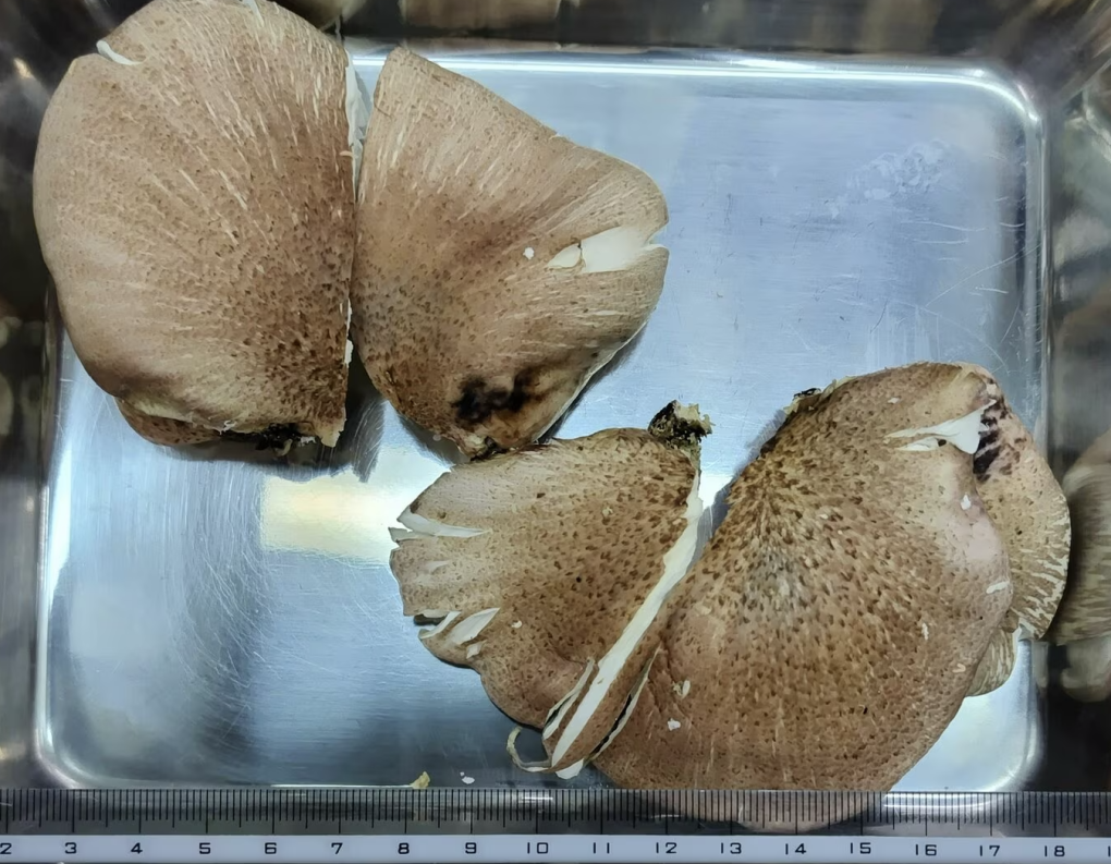 Loài nấm này được AI xác định là nấm hương, nấm sò, nhưng thực tế là nấm độc. Ảnh: Yahoo