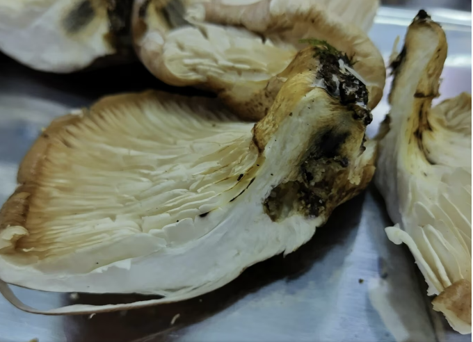 Bên trong nấm độc này thường có vết đen ở gần gốc. Ảnh: Yahoo