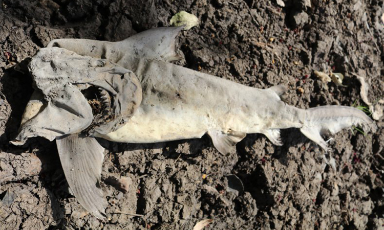 Cá mập bò chết vì mắc kẹt trong một hồ nước khô cạn khi nhiệt độ tăng. Ảnh: Leonardo Guida/AMCS