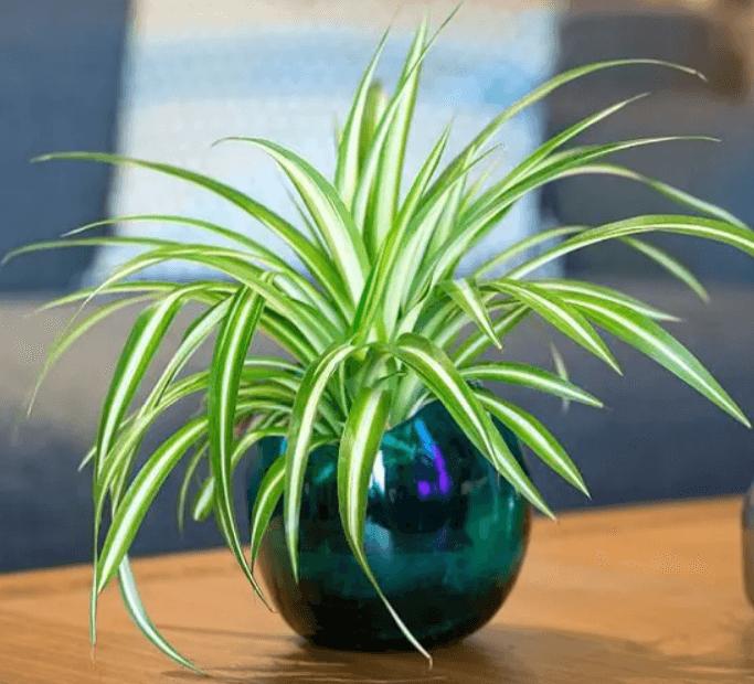 Năm 2022 nên có 5 loại cây dễ trồng này trong nhà-3