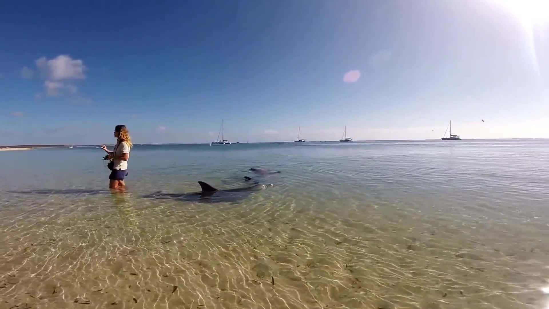 Bãi biển có cá heo bơi về mỗi ngày