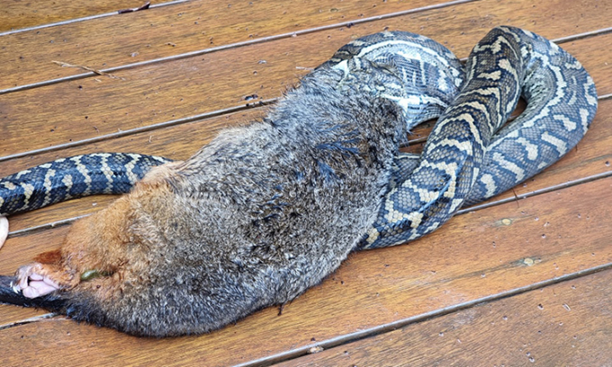Trăn thảm cố gắng nuốt cáo túi đuôi chổi nhưng thất bại. Ảnh: Harrisons Gold Coast and Brisbane Snake Catcher
