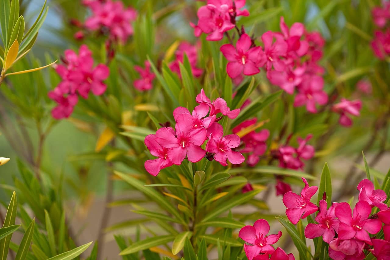 10 loại hoa quen thuộc không nên trồng trong nhà, có loại chứa chất cực độc chỉ với một lượng nhỏ - 4