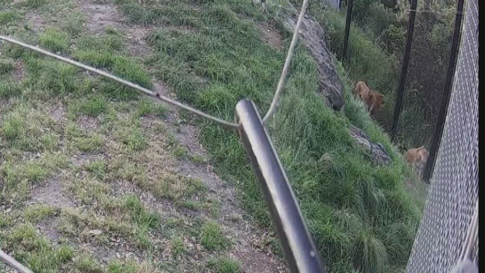 CCTV vision shows lions playing with the wire around their enclosure before finding their way out.