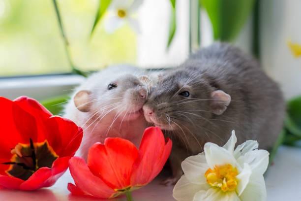 Ngày 6/12 phúc trạch tề tựu, 4 tuổi đánh đâu thắng đấy-1