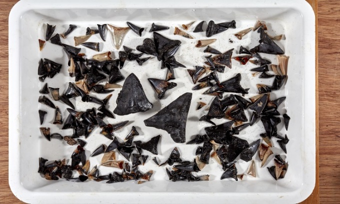 Hóa thạch răng cá mập thu thập từ nghĩa địa. Ảnh: CSIRO