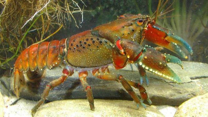 The federal government has listed the freshwater Tianjara crayfish as critically endangered. (HANDOUT/DEPARTMENT FOR ENVIRONMENT AND WATER)