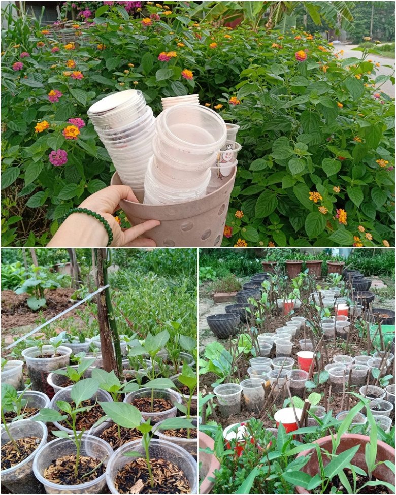 Cô giáo Bắc Giang làm vườn cực mát tay, trồng rau rau xanh mướt, trồng hoa hoa khoe sắc - 12