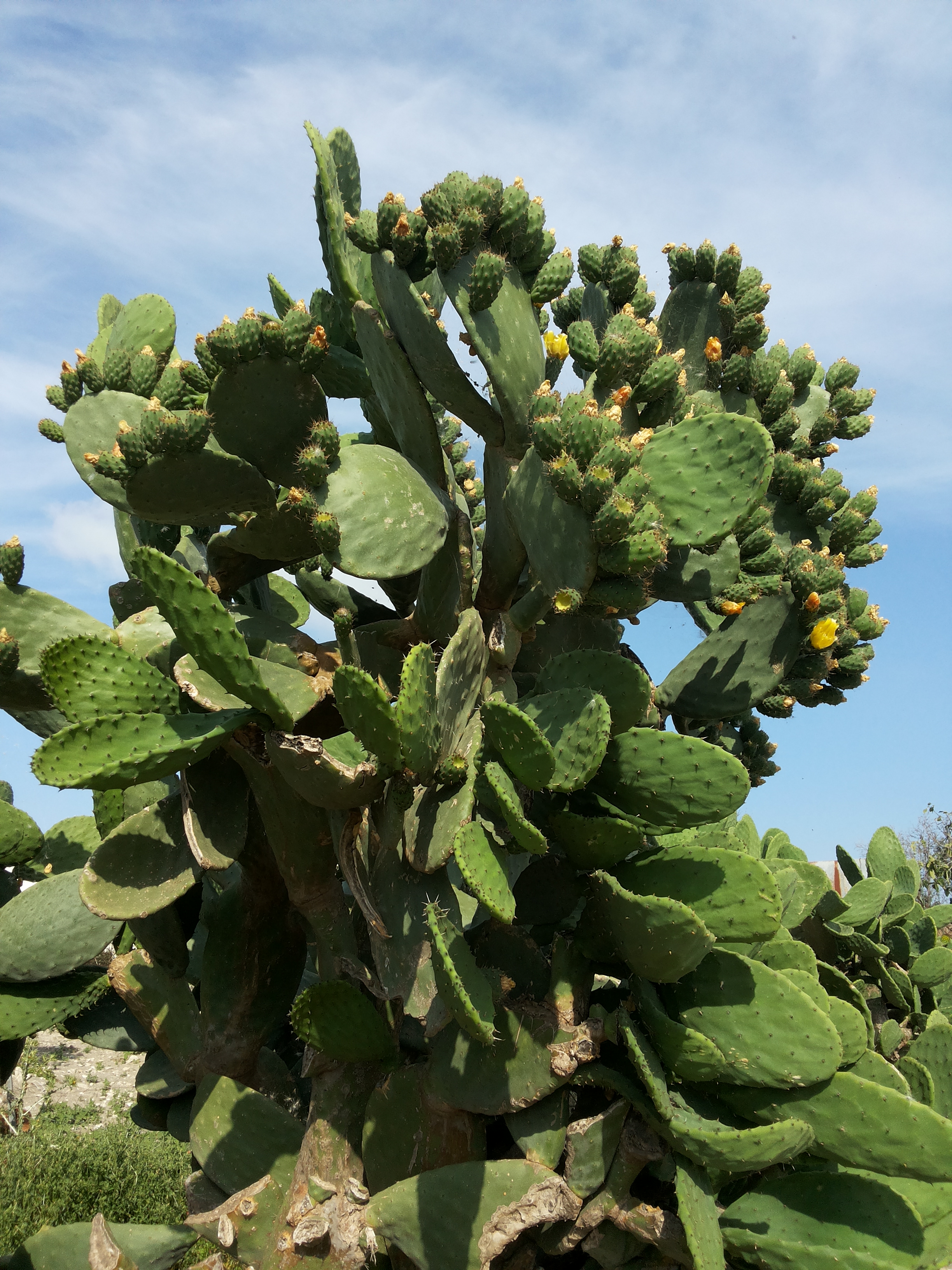 Xương rồng Nopal – Wikipedia tiếng Việt