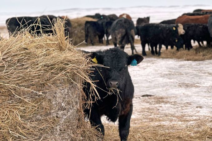 Một con bò bên đống cỏ khô tại trang tại của KazBeef, gần làng Mamay, Kazakhstan. Ảnh: Inside Climate