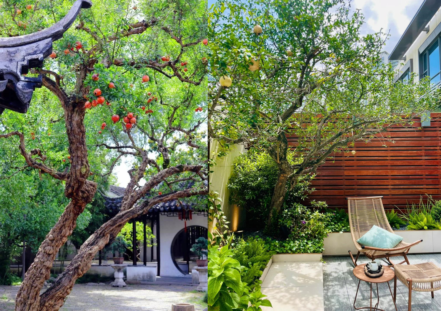 Cây lựu trước sân với hoa đỏ rực và quả tròn sai trĩu, tượng trưng ‘đa tử đa phúc’. Ảnh: Baidu