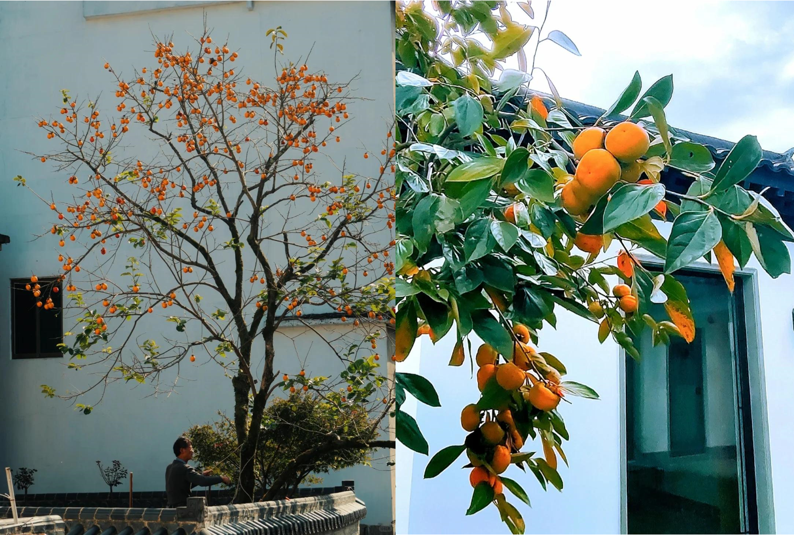 Cây hồng vào mùa thu, quả chín đỏ như những chiếc đèn lồng may mắn. Ảnh: Baidu