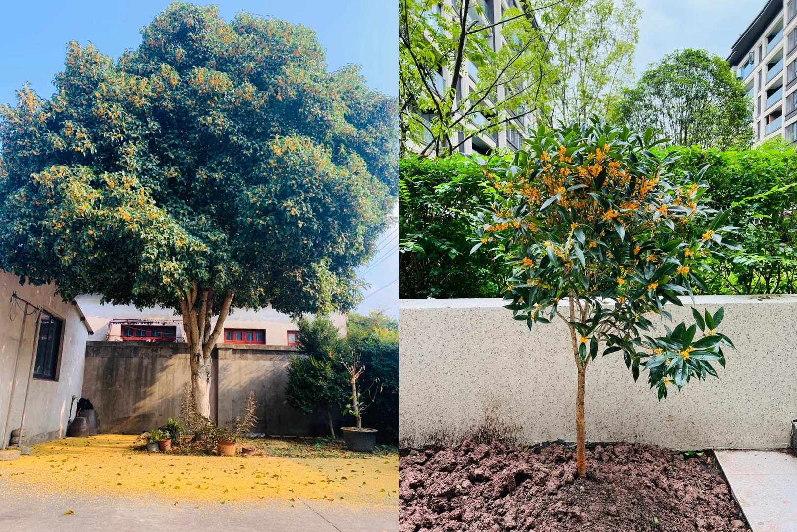 Cây quế hoa nở vào đầu thu, hoa vàng nhỏ li ti nhưng tỏa hương thơm quý khí. Ảnh: Baidu