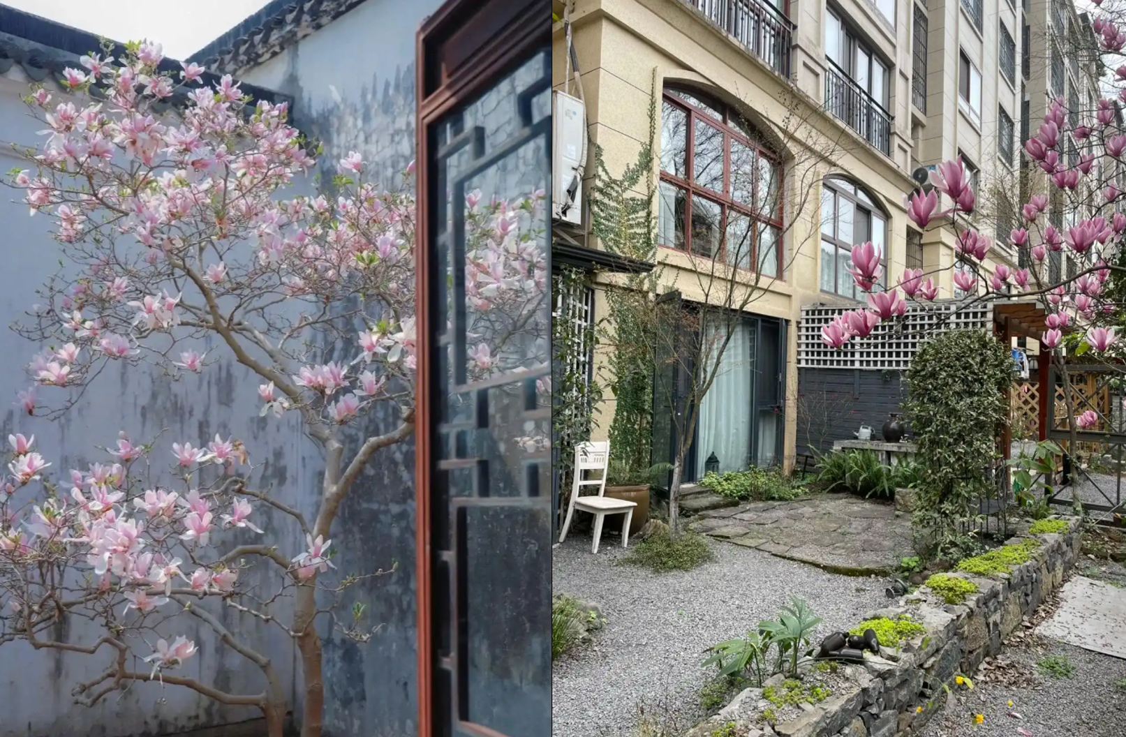 Cây mộc lan nở hoa trắng tím, mang vẻ đẹp thanh khiết và sang trọng. Ảnh: Baidu