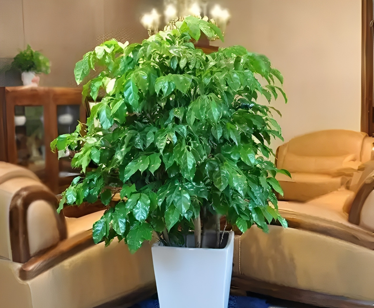 Cây long não - tượng trưng cho sự ổn định, an lành và thịnh vượng. Ảnh: Baidu