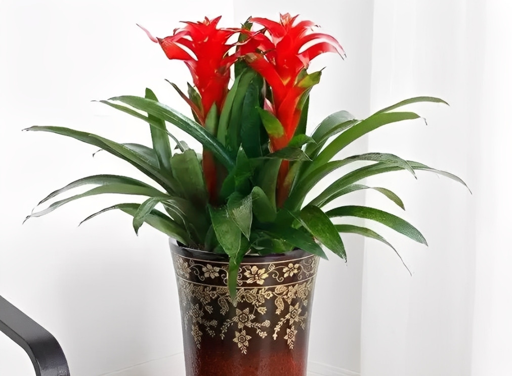 Cây phong lộc hoa - biểu trưng cho vận đỏ, khai vận và may mắn đầu năm. Ảnh: Baidu