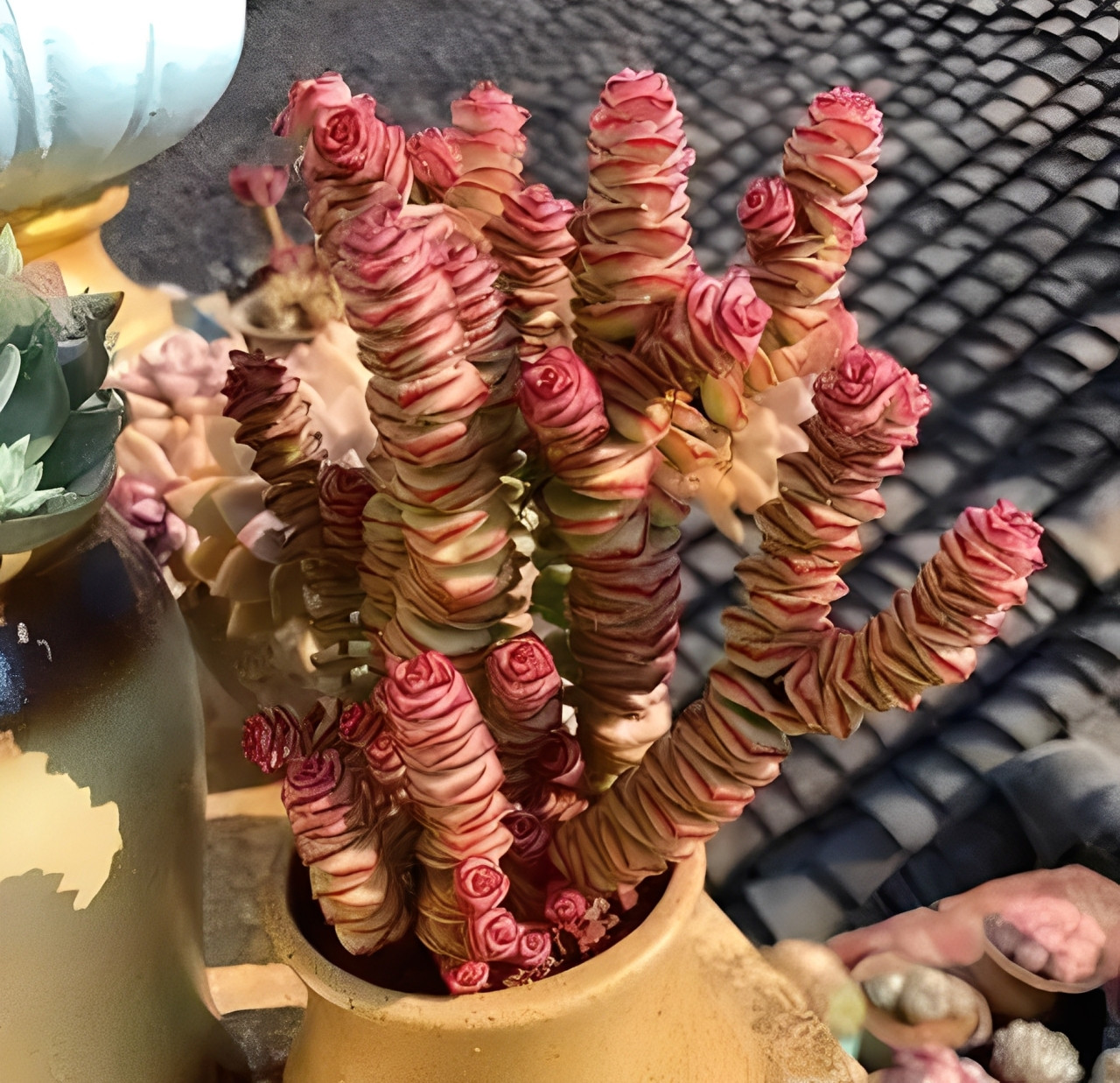 Cây chuỗi ngọc - biểu tượng của tài lộc nối tiếp, tiền vào như nước. Ảnh: Baidu