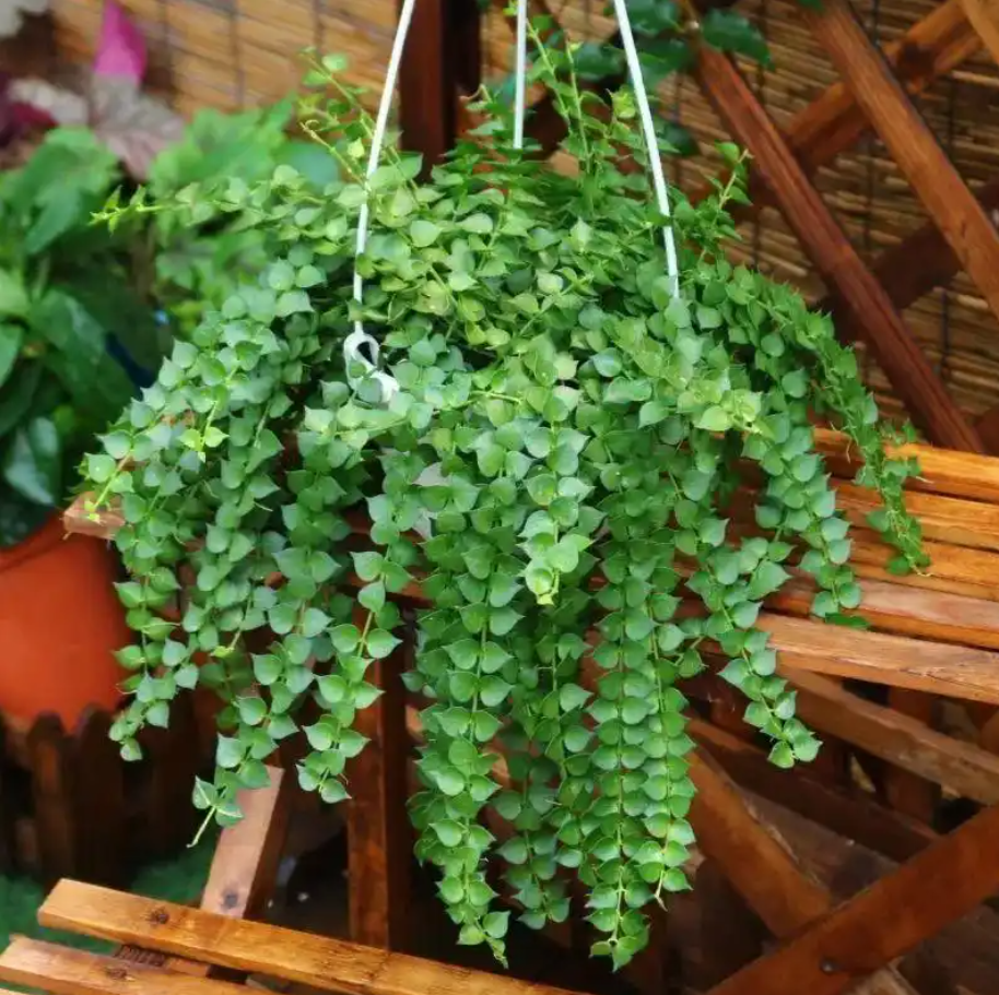 Cây dây tiền - biểu trưng cho dòng tài lộc chảy dài bất tận, dễ chăm và sinh trưởng tốt. Ảnh: Baidu