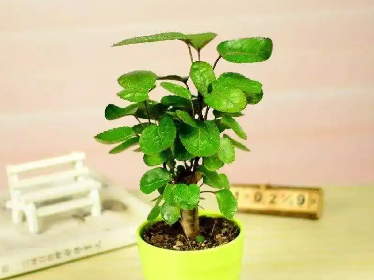 Cây kim tiền - mang ý nghĩa chiêu tài, giữ lộc, giúp tài vận bền vững. Ảnh: Baidu