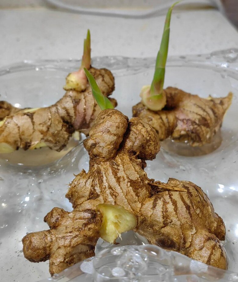 Trồng gừng thủy canh theo cách này, lá xanh mơn mởn, hoa nhanh nở giúp gia tăng tài lộc, phú quý về - 2