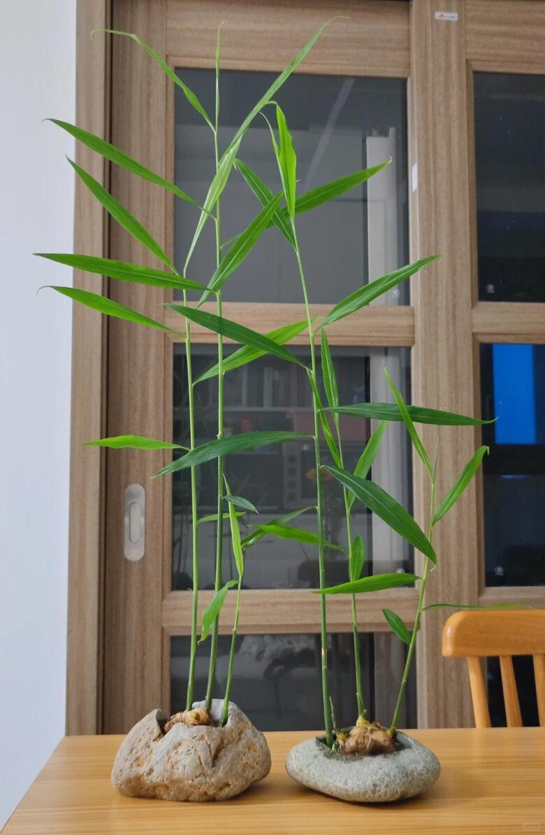 Trồng gừng thủy canh theo cách này, lá xanh mơn mởn, hoa nhanh nở giúp gia tăng tài lộc, phú quý về - 3