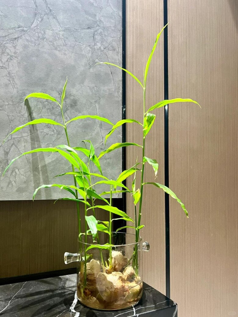 Trồng gừng thủy canh theo cách này, lá xanh mơn mởn, hoa nhanh nở giúp gia tăng tài lộc, phú quý về - 4