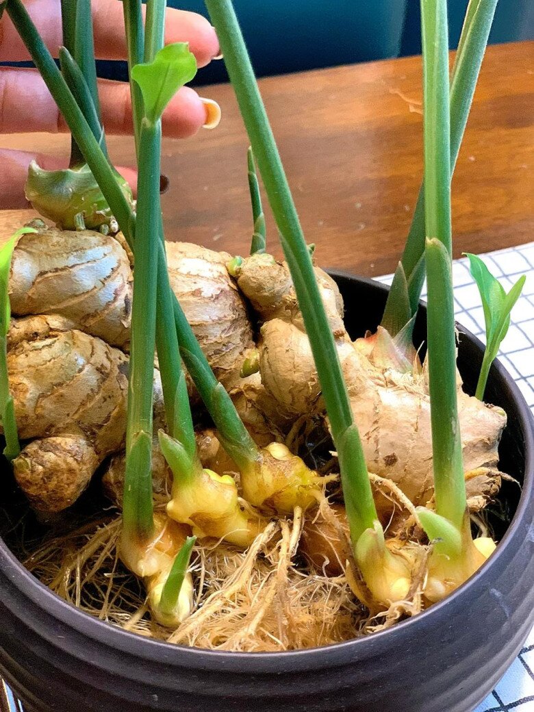 Trồng gừng thủy canh theo cách này, lá xanh mơn mởn, hoa nhanh nở giúp gia tăng tài lộc, phú quý về - 5