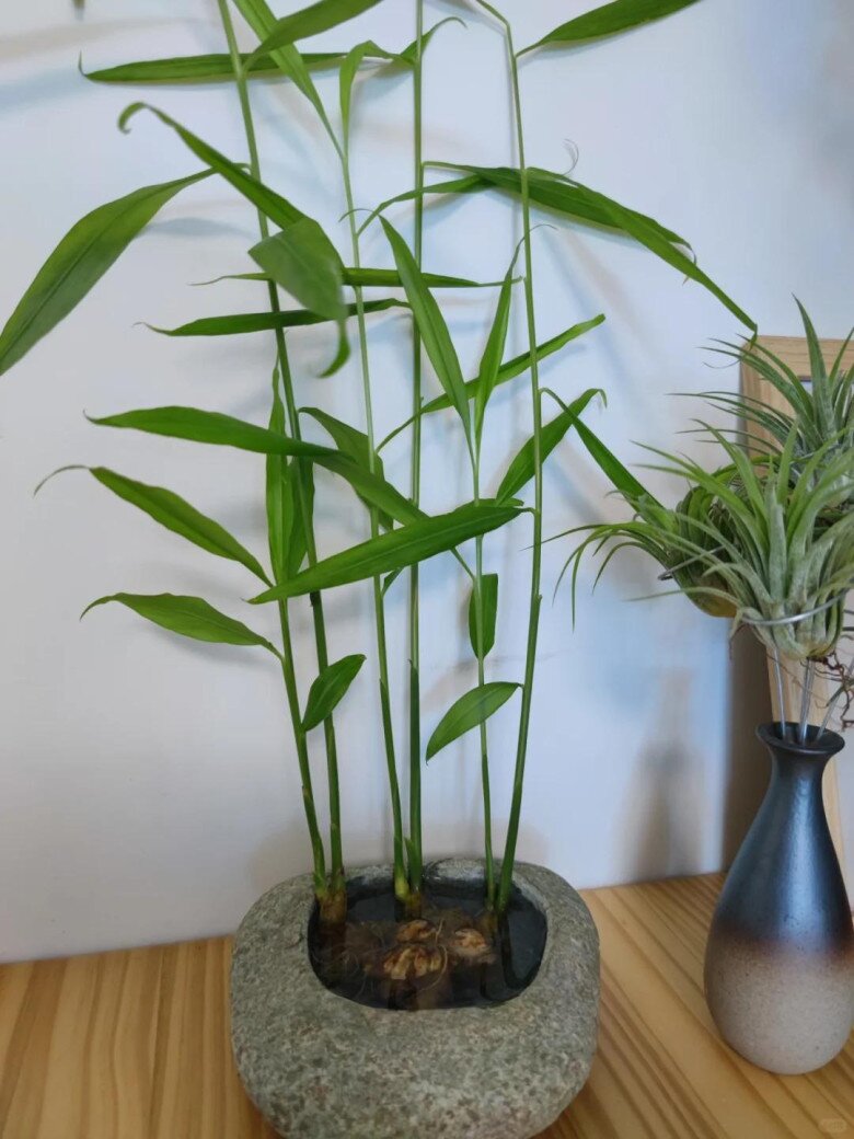 Trồng gừng thủy canh theo cách này, lá xanh mơn mởn, hoa nhanh nở giúp gia tăng tài lộc, phú quý về - 7