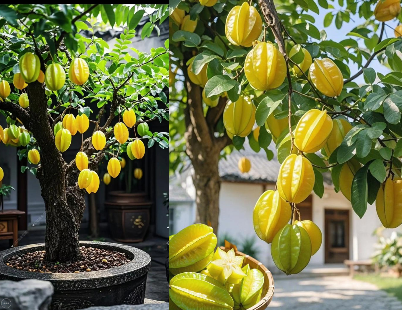 Những quả khế tượng trưng cho ngũ hành tương sinh và cân bằng năng lượng, mang đến sinh khí và bình an. Ảnh: Baidu