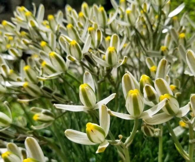 “Vua hương thơm” của thế giới cây xanh, thơm sánh ngang nước hoa, đẹp long lanh như thủy tinh - 1