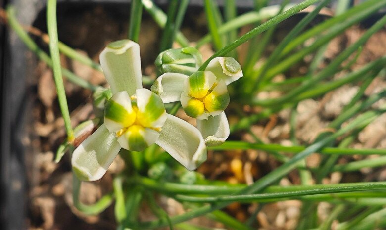 “Vua hương thơm” của thế giới cây xanh, thơm sánh ngang nước hoa, đẹp long lanh như thủy tinh - 4