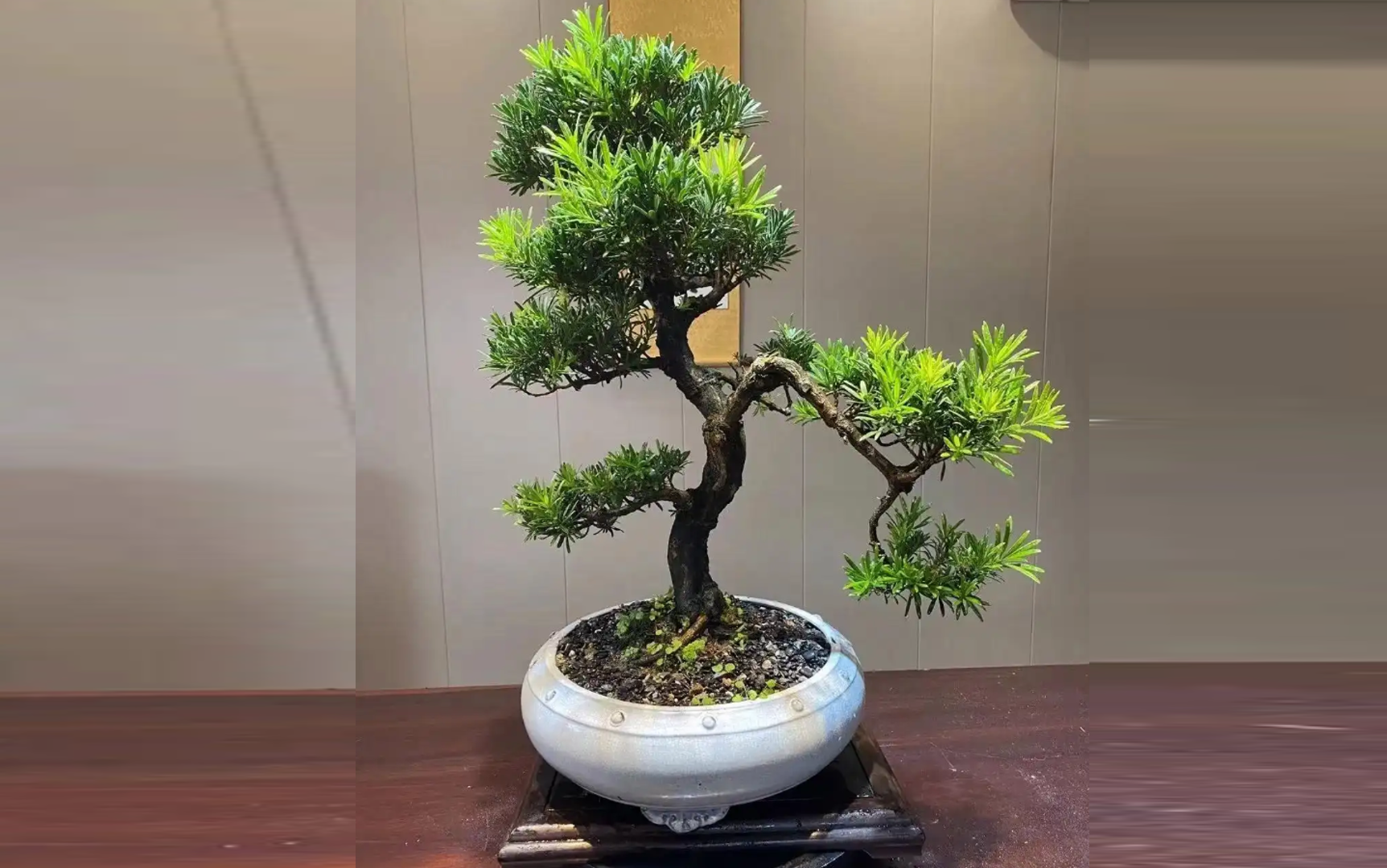 Tùng la hán được tạo dáng bonsai, mang phong thủy trấn trạch và tài lộc. Ảnh: Baidu