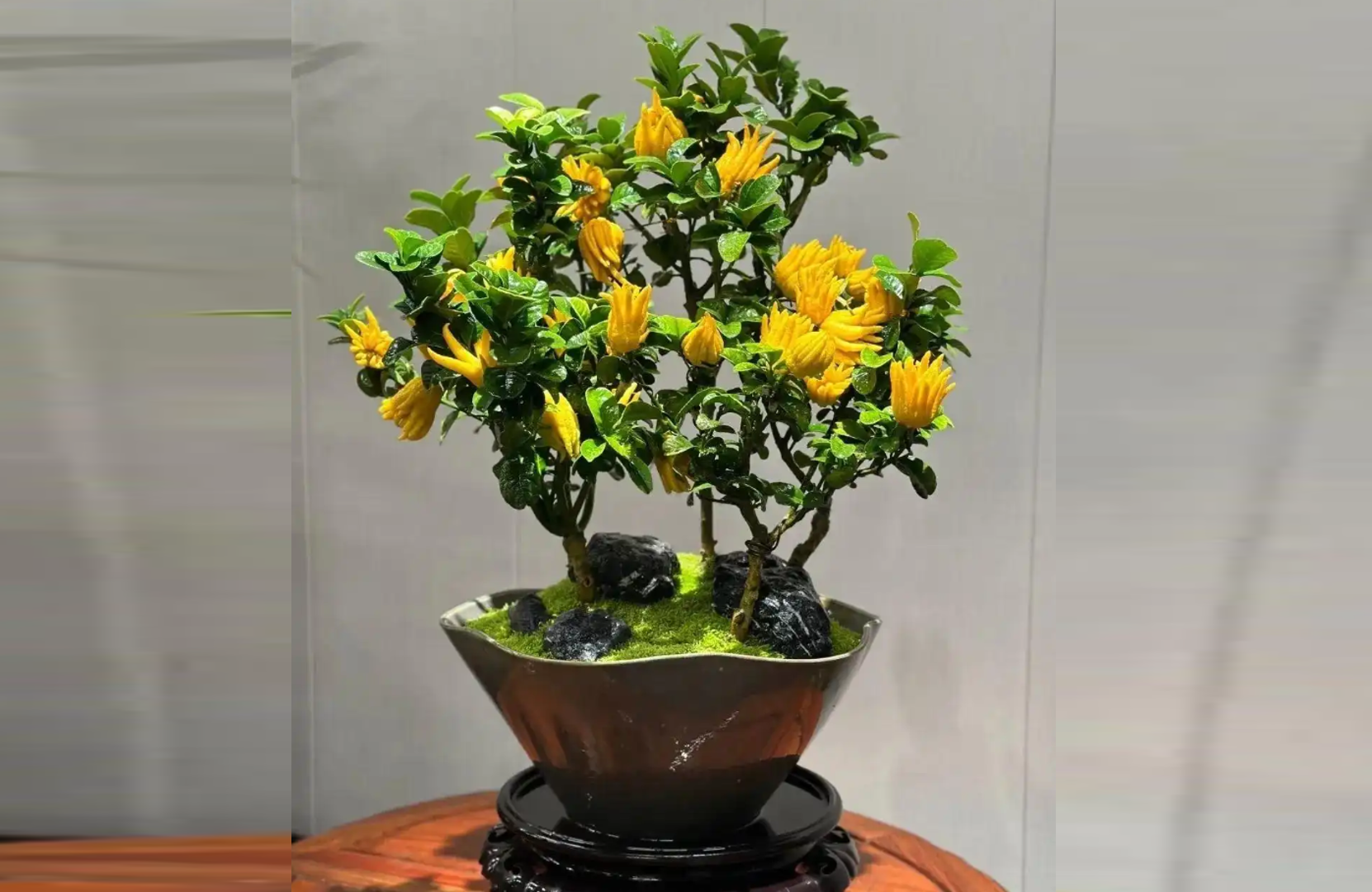 Quả vàng rực của cây phật thủ tượng trưng cho sự giàu sang và may mắn. Ảnh: Baidu