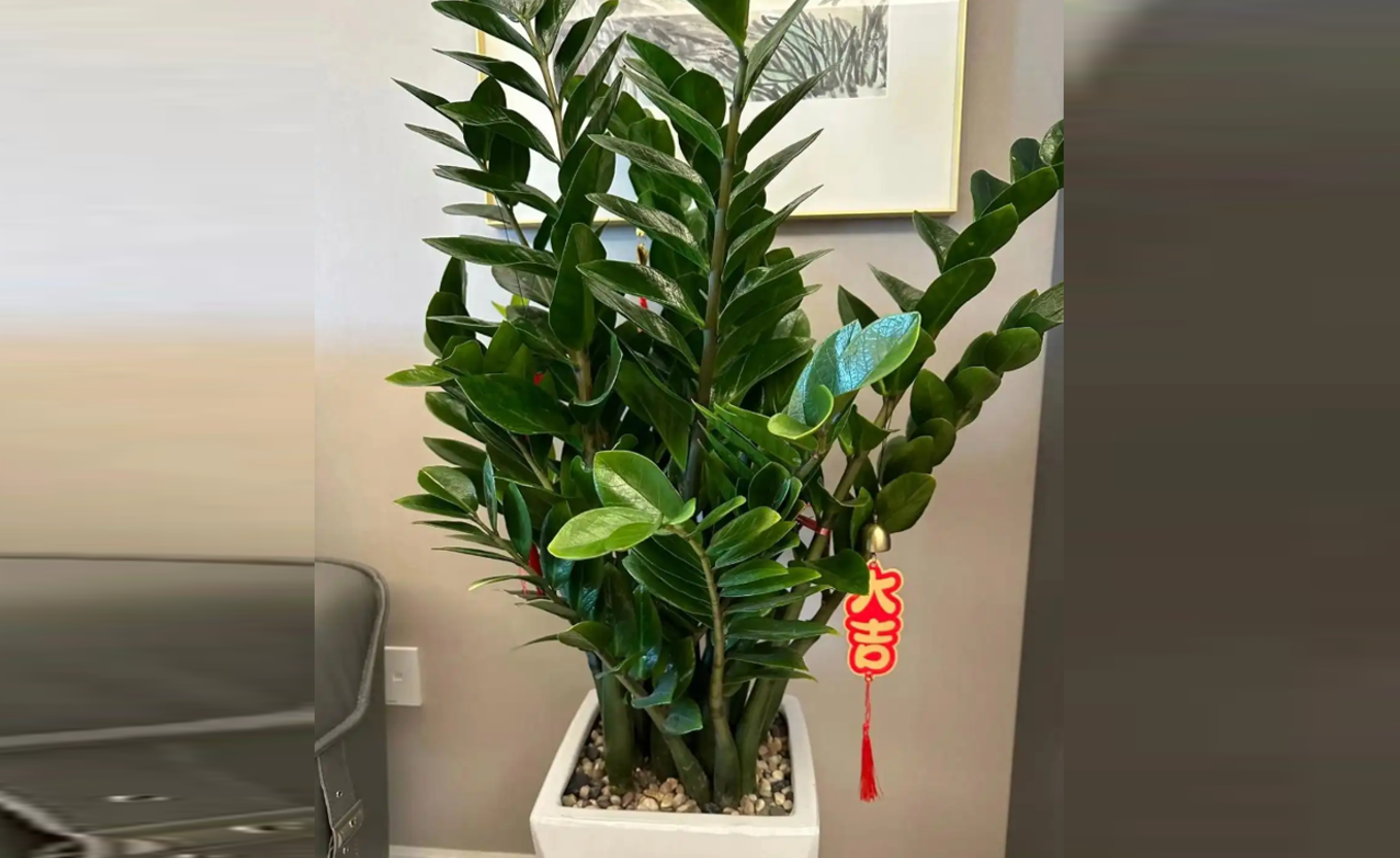 Cây Kim tiền với lá xanh mướt và hình dáng đồng tiền tượng trưng cho tài lộc. Ảnh: Baidu