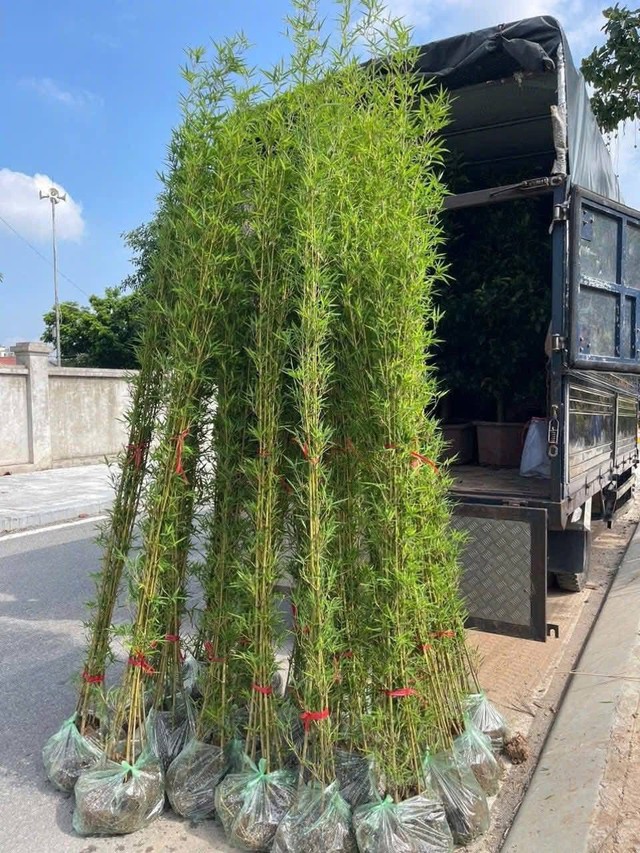 Cây trúc cảnh được nhiều nhà thích trồng. Ảnh HM