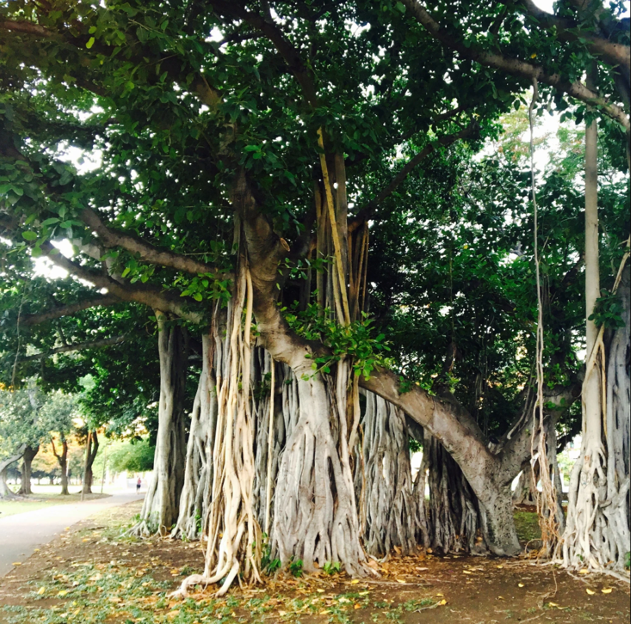Tán cây rủ thấp và rậm rạp như liễu, đa dễ tích tụ ẩm khí, nếu trồng sát cửa nhà có thể che khuất ánh sáng và cản sinh khí. Ảnh: Gabbar Farms
