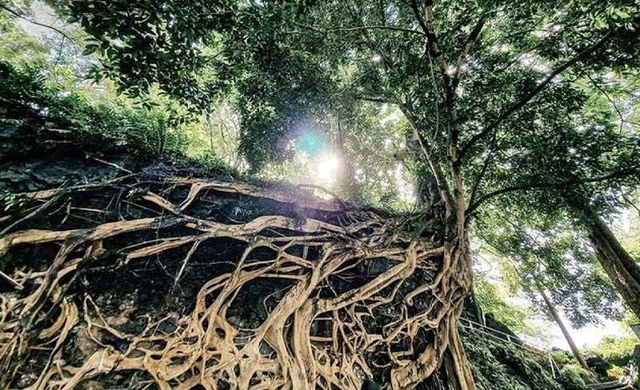 Nguyên nhân không nên trồng những cây thân lớn ở mộ chính là bởi phần rễ của chúng lan rộng ra xung quanh, như vậy sẽ phạm tới huyệt đạo.