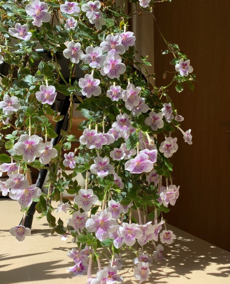 “Vua cây xanh trong nhà” đẹp đến mê hồn, nở suốt 4 mùa trong năm bất chấp trồng ở ban công phía Bắc - 1