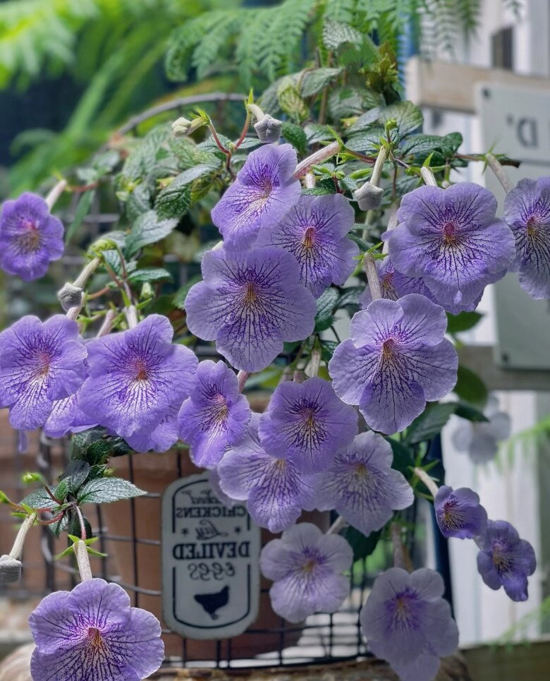 “Vua cây xanh trong nhà” đẹp đến mê hồn, nở suốt 4 mùa trong năm bất chấp trồng ở ban công phía Bắc - 2