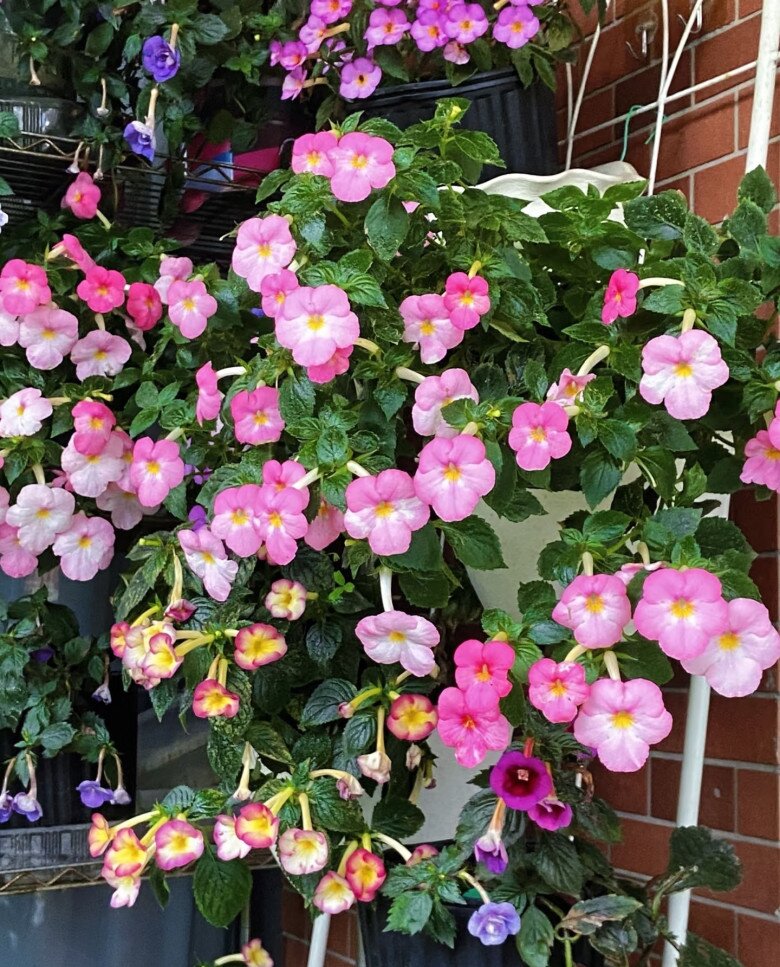 “Vua cây xanh trong nhà” đẹp đến mê hồn, nở suốt 4 mùa trong năm bất chấp trồng ở ban công phía Bắc - 3