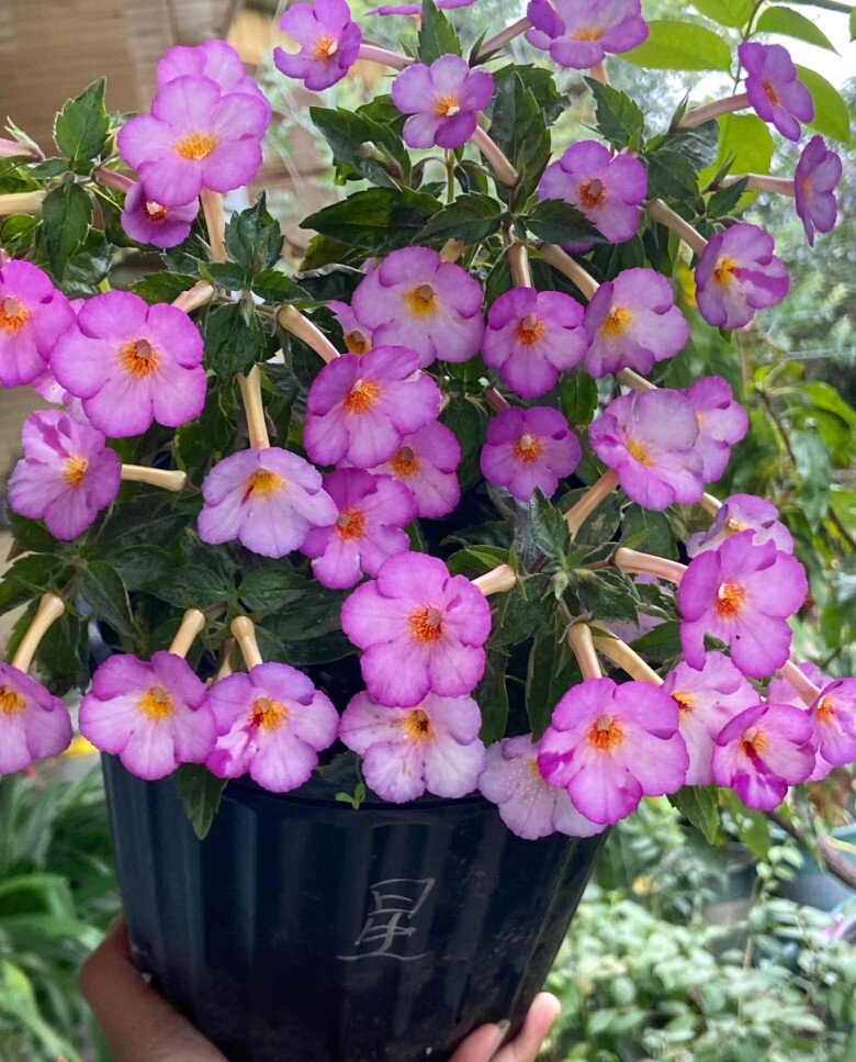 “Vua cây xanh trong nhà” đẹp đến mê hồn, nở suốt 4 mùa trong năm bất chấp trồng ở ban công phía Bắc - 5