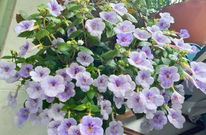 “Vua cây xanh trong nhà” đẹp đến mê hồn, nở suốt 4 mùa trong năm bất chấp trồng ở ban công phía Bắc - 6