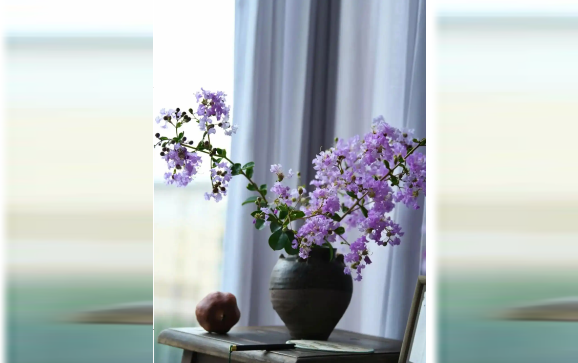 4 loại cây giúp phòng khách sáng, thoáng, mang sinh khí tốt cho gia chủ - 2