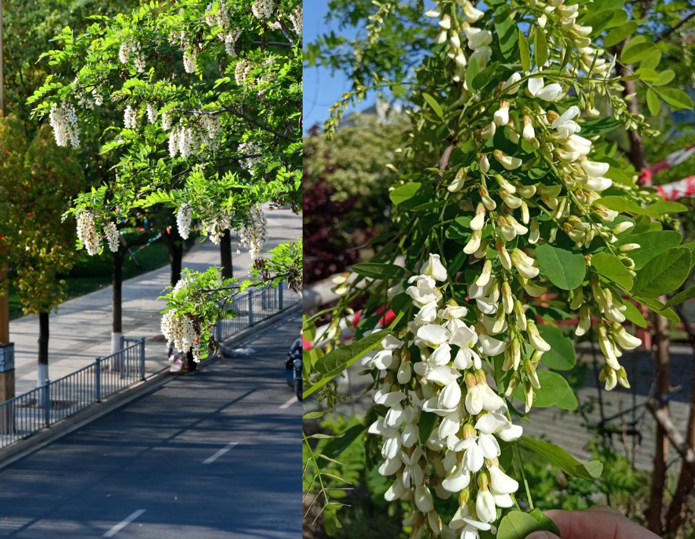 4 loại cây giúp phòng khách sáng, thoáng, mang sinh khí tốt cho gia chủ - 3